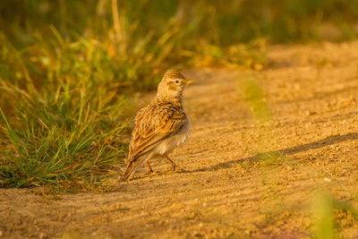 Bird perching on land