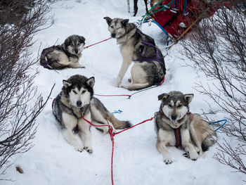 Dogs on snow