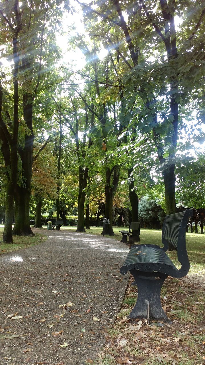 TREES IN PARK