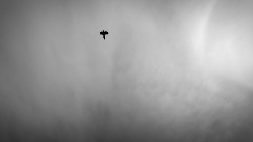 Low angle view of silhouette bird flying in sky