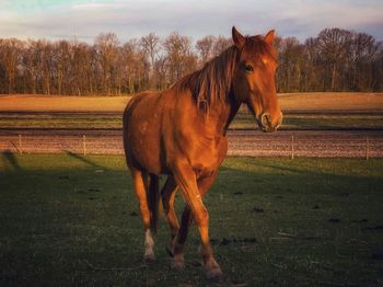 Horse standing in ranch