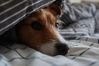 Pet under blanket in the bed. portrait of sad dog warms in cold weather