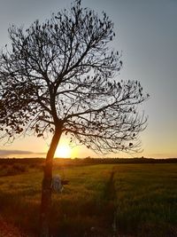 Bare tree on field against sky during sunset