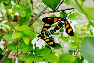 Close-up of butterfly on plant