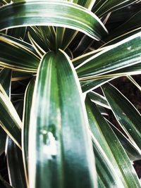 Close-up of plant