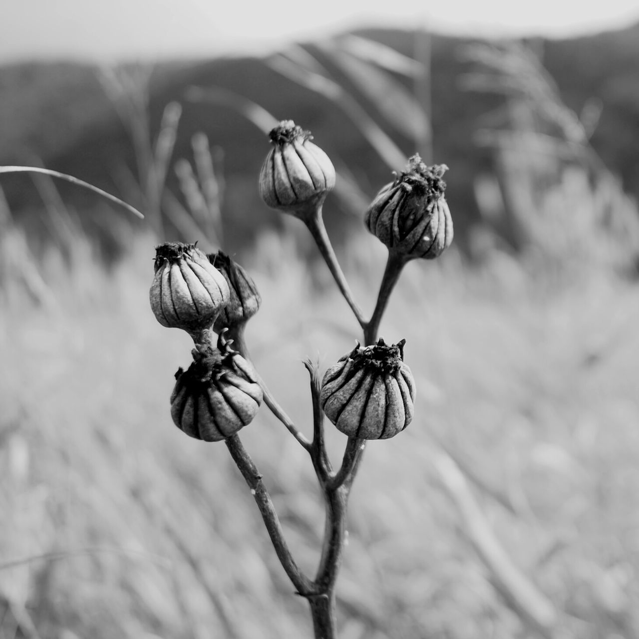 flower, bud, focus on foreground, close-up, petal, stem, growth, freshness, fragility, plant, flower head, new life, nature, beauty in nature, growing, botany, sepal, single flower, springtime, no people, in bloom, blossom, blooming, tranquility, uncultivated