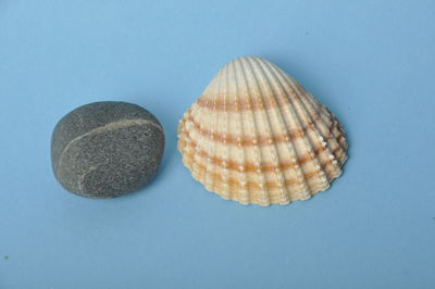 shell