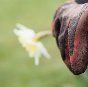 Close-up of flower against blurred background