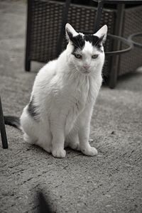 Portrait of cat sitting outdoors