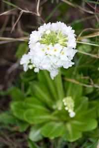 Close-up of white flowers blooming outdoors