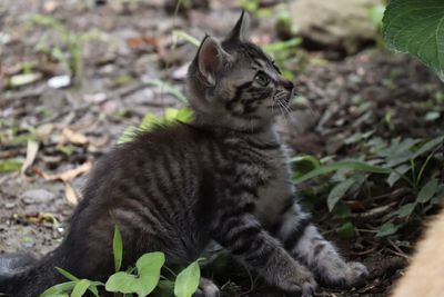 Cat looking away on field