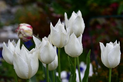 Close-up of white flowering plants