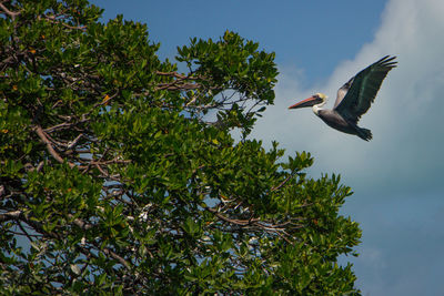 Low angle view of bird flying in the sky