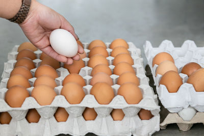 View of eggs in container