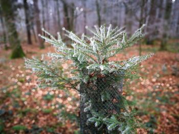 Close-up of snow on tree