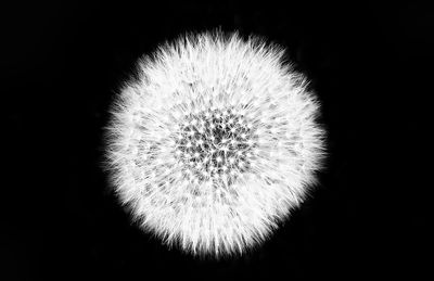 Close-up of dandelion against black background