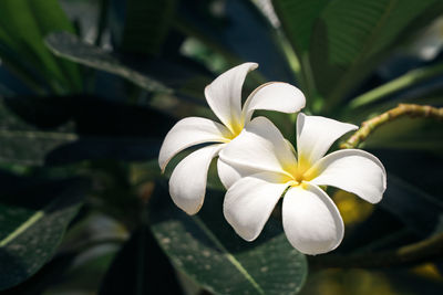 Close-up of white flowering plant