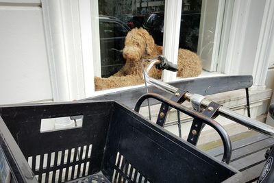 Bicycle parked by goldendoodle resting on window sill