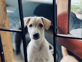 Portrait of dog by window