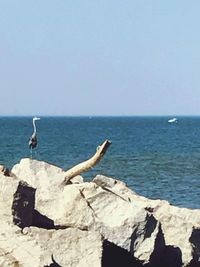 Bird on beach against clear sky