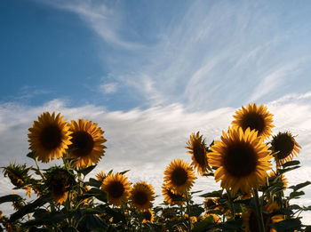 Close-up of sunflower field against sky