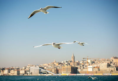 Seagulls flying over sea against sky