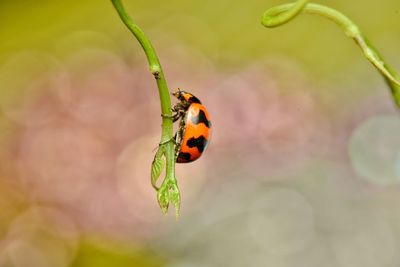 Close-up of ladybug on plant