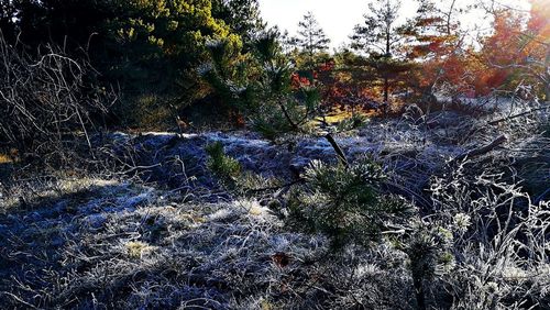 Close-up of snow on field in forest