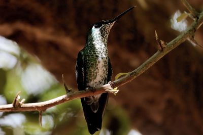 Close-up of bird perching on branch