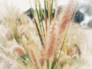 Close-up of flowering plant on field