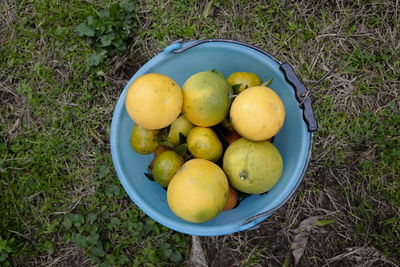 High angle view of fruits in basket on field