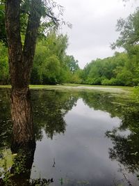 Reflection of trees in lake against sky