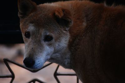 Close-up of dog looking away