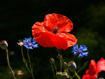 Close-up of red poppy