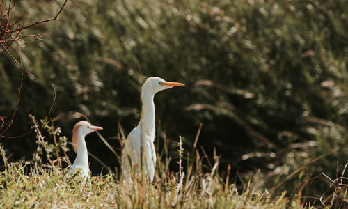 Side view of a bird on field