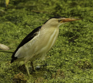 Close-up of gray heron on field