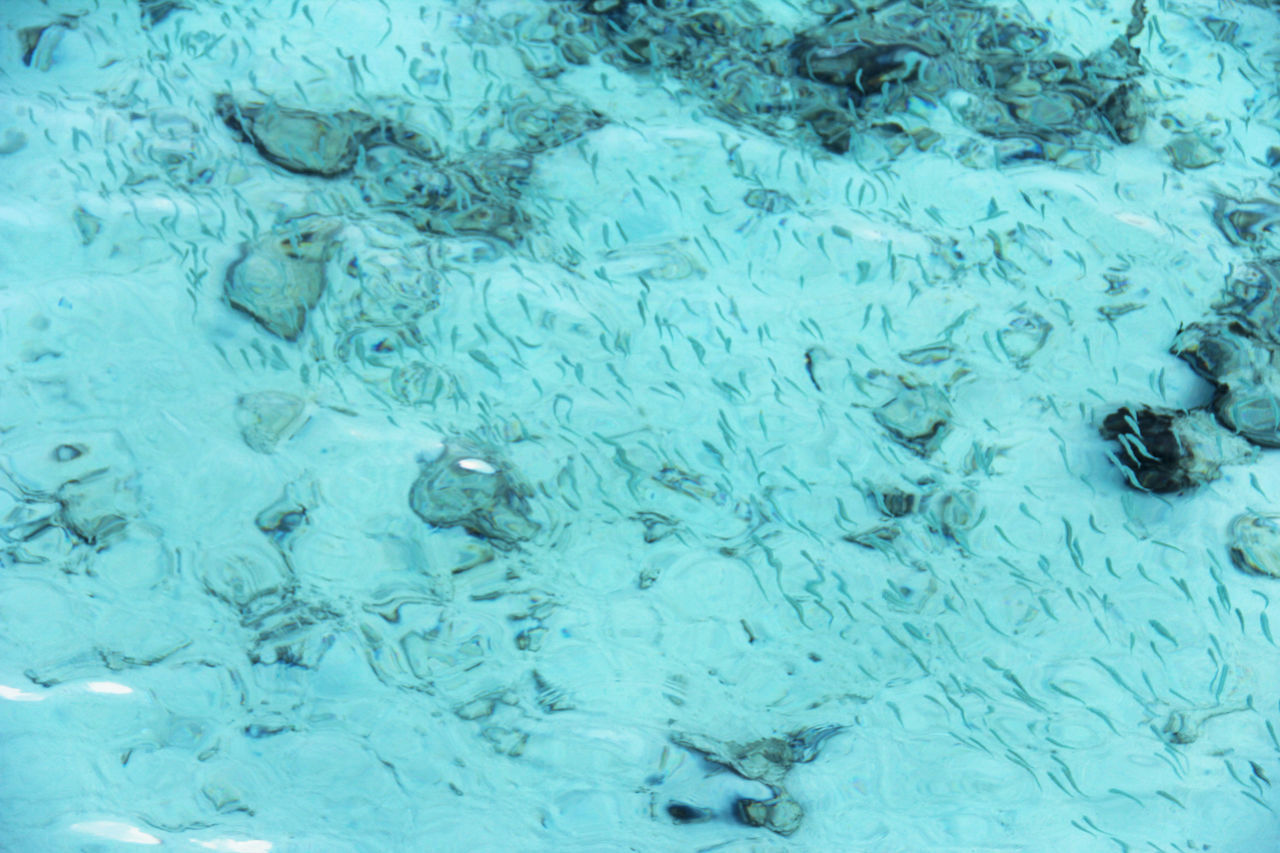 HIGH ANGLE VIEW OF SWIMMING UNDERWATER IN POOL