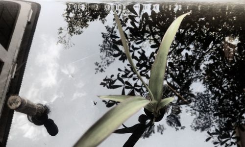 Low angle view of tree against sky