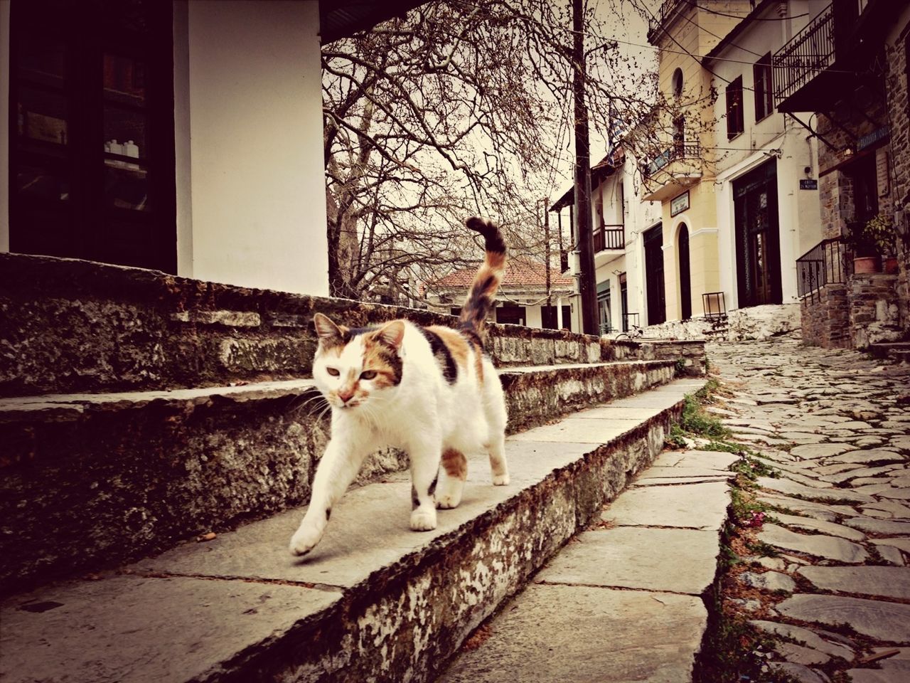pets, domestic animals, one animal, animal themes, mammal, building exterior, built structure, architecture, dog, domestic cat, cat, full length, street, sitting, house, cobblestone, sidewalk, stray animal, looking at camera, footpath