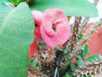 Close-up of pink flowering plant