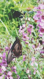 Close-up of butterfly pollinating on flower