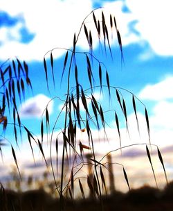 Close-up of plant against blurred background