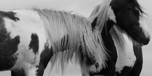 Low angle view of horses