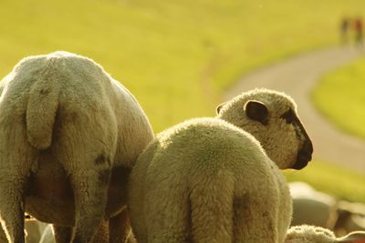 Close-up of sheep on field