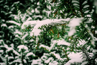 Close-up of pine tree during winter