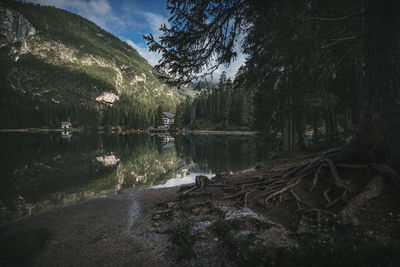 Scenic view of lake against trees in forest