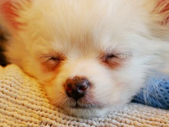 Close-up portrait of dog lying down