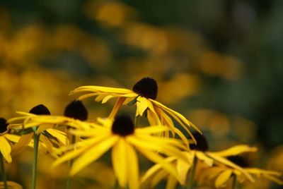 Close-up of yellow flower