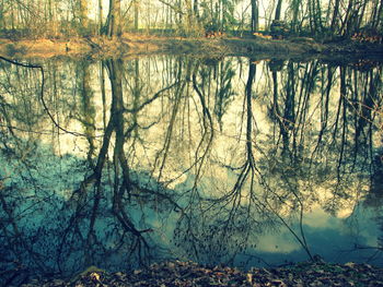 Reflection of trees in water