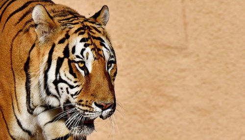 Close-up of a cat looking away